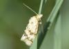 Aethes williana